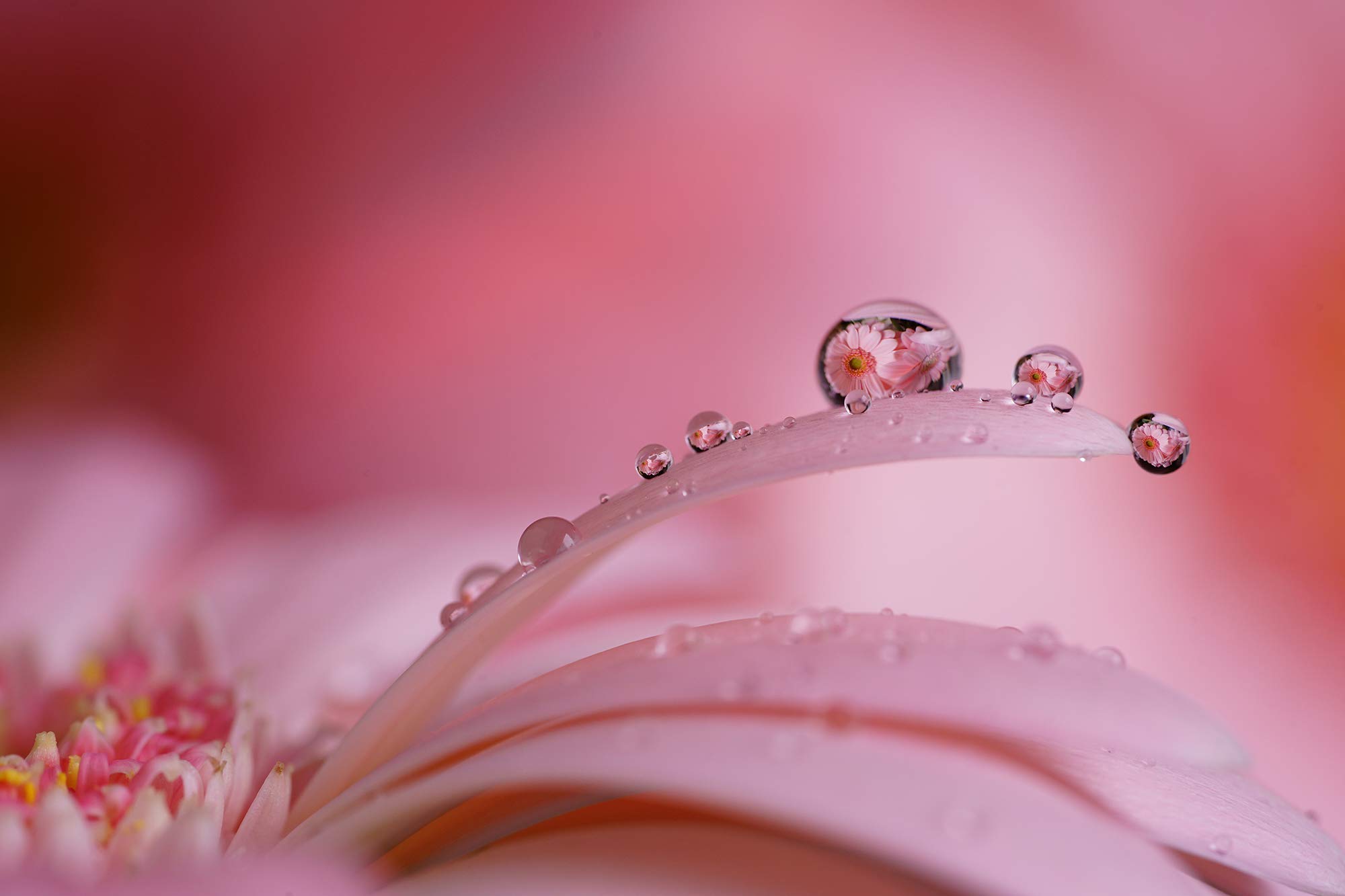 sony-fe-90-mm-f-2-8-g-macro-full-frame-lente-prime-con-estabilizaci-n-sel90m28g image 6