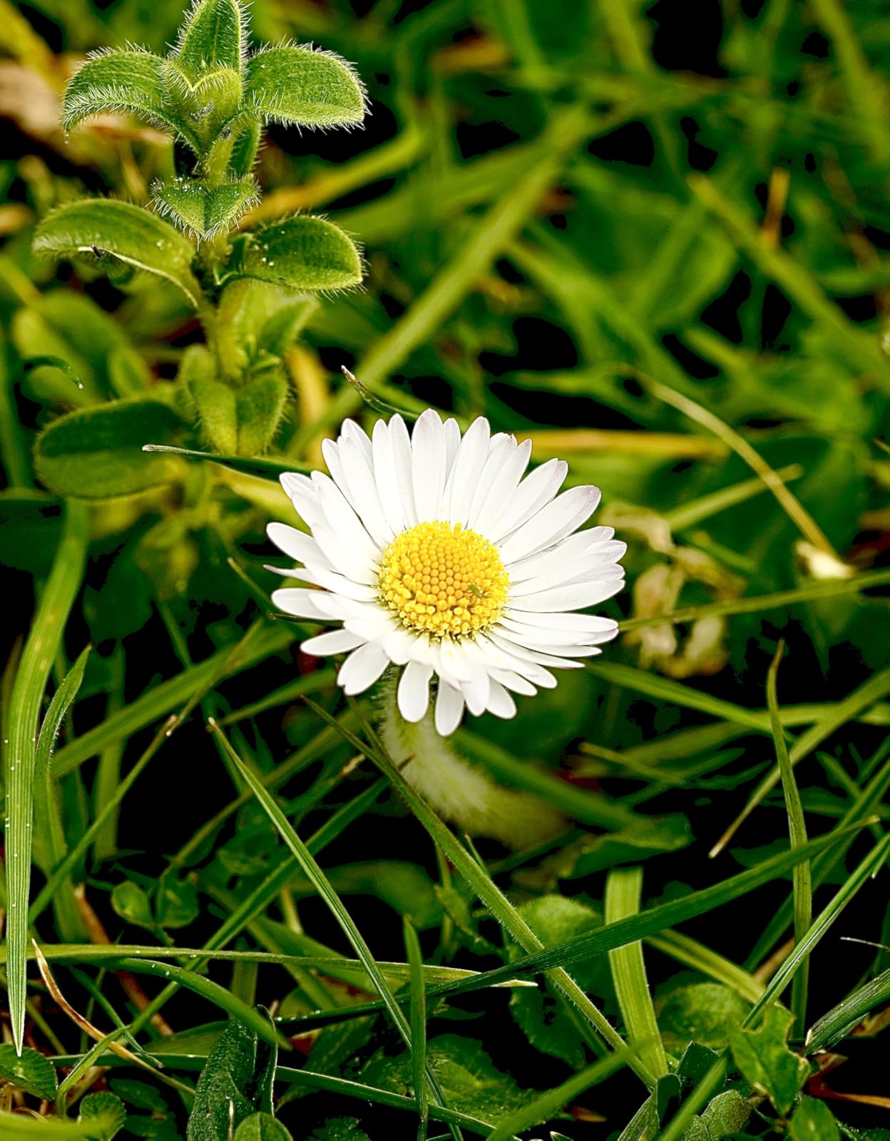 La mejor lente macro que he probado