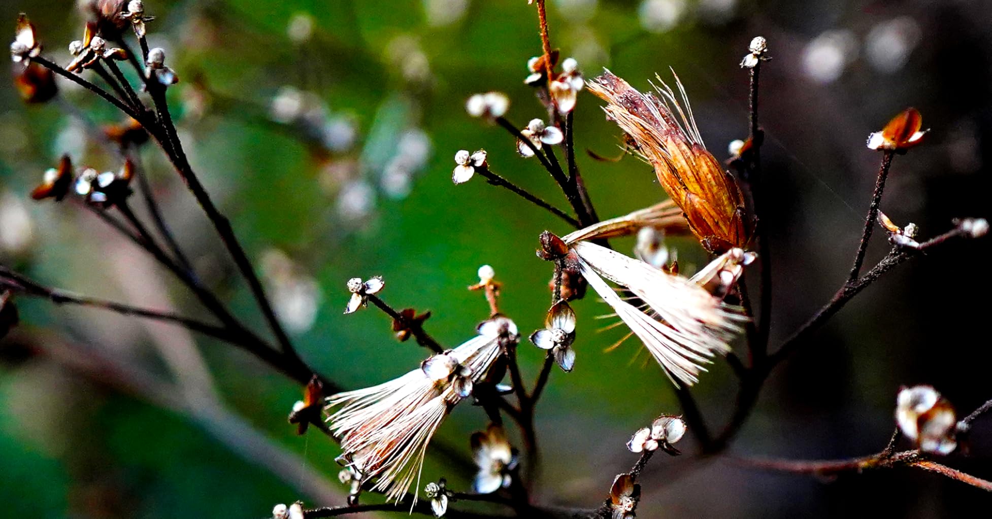 Macro impresionante